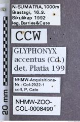 Etikette zu Silesis accentus (NHMW-ZOO-COL-0008490)